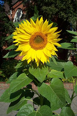 Sanruus (Helianthus annuus)