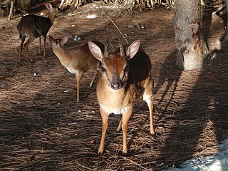 Suni,  Sardegna, Италия