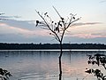 * Nomination Sunset over Kabini Reservoir, Nagarhole Nat'l Park, Karnataka --Tagooty 08:11, 12 December 2021 (UTC) * Promotion Just slightly noisy but good quality and a nice peaceful mood. -- Ikan Kekek 08:17, 12 December 2021 (UTC)