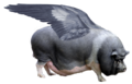 Sus scrofa avionica.png