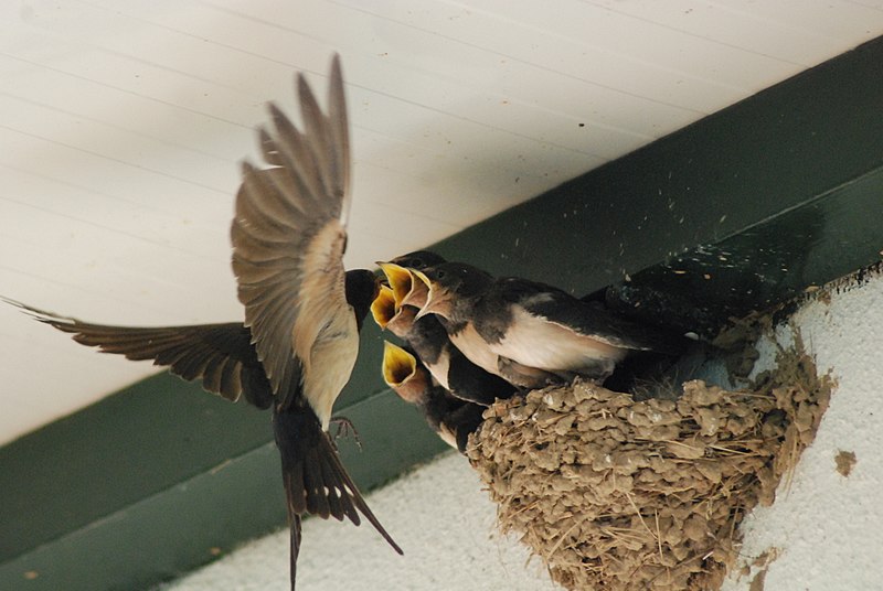 File:Swallows in nest 2.jpg