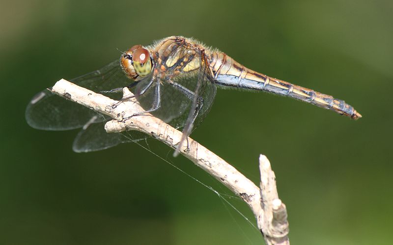 File:Sympetrum frequens female s2.JPG