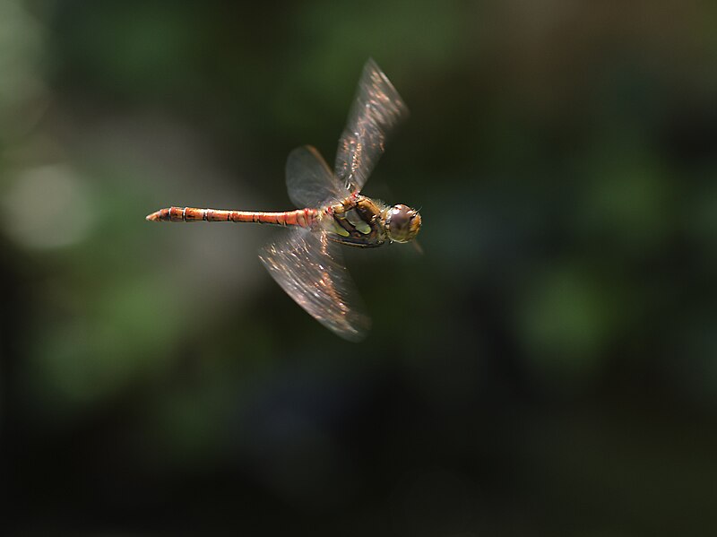 File:Sympetrum striolatum in flight-pjt.jpg