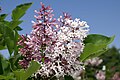 Another close photo of Miss Kim lilac flowers. The tubular-shaped flower petals and the dark purple and white colors are shown as well. The green foliage is showcased in the background of the photo.