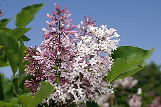 <span class="mw-page-title-main">Miss Kim lilac</span> Subspecies of flowering plant