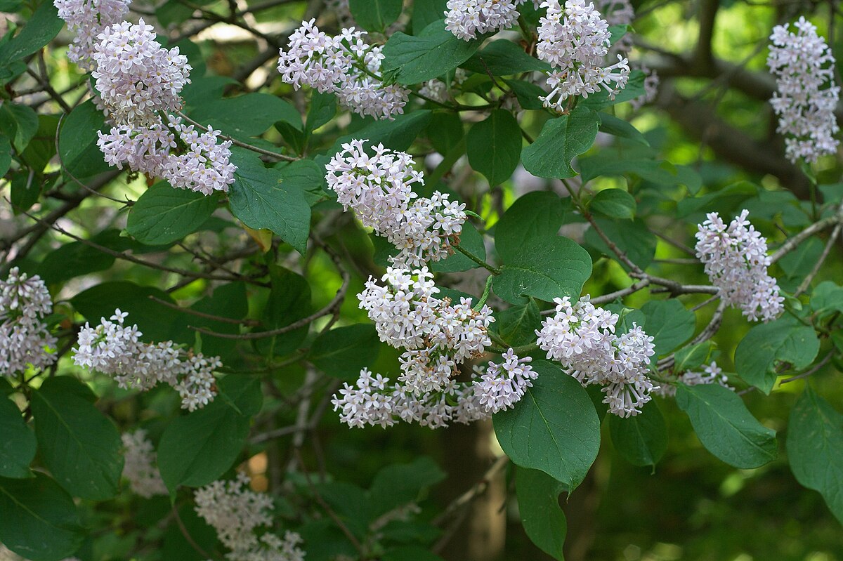 Сирень Вольфа Syringa wolfii