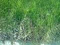 Thumbnail for File:Syringodium filiforme (manatee grass) (southeastern Graham's Harbour, San Salvador Island, Bahamas) 3 (15861948927).jpg