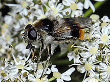 Munara kusumah, - Cheilosia illustrata (perempuan).JPG