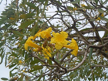 Tabebuia aurea