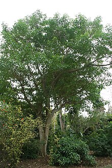 Tabernaemontana arborea 4zz.jpg