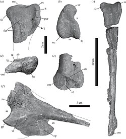 Tachiraptor admirabilis.jpg