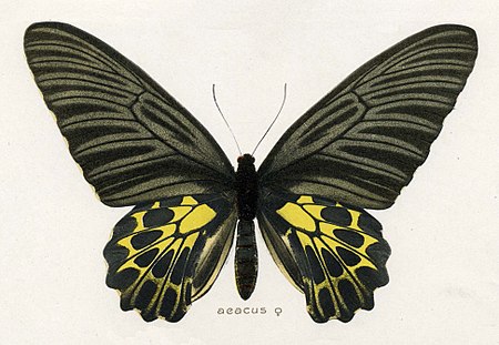 Troides_aeacus