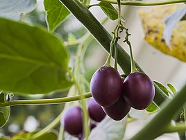 Fruits de tamarillo. (définition réelle 2 005 × 1 509)