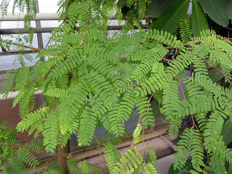 File:Tamarindus indica (DITSL) - 2.JPG