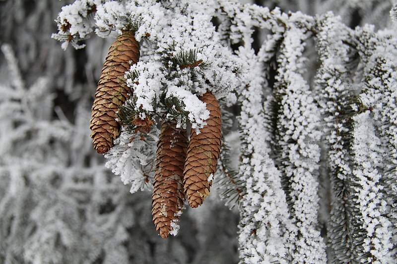 File:Tannenzapfen 2011-02-01-5737.jpg