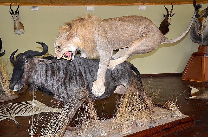 File:Taxidermied Lion and Blue Wildebeest, Namibia.jpg