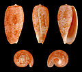 Cinco vistas da concha de Conus bullatus Linnaeus, 1758, encontrada no Indo-Pacífico.[1]