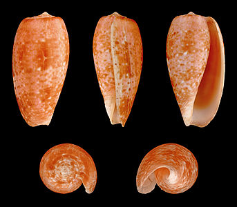 Conus (Textilia) bullata