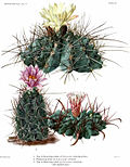 Miniatura para Sclerocactus