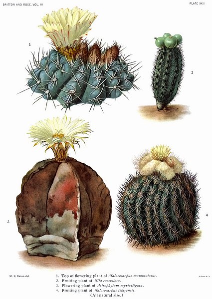 File:The Cactaceae Vol III, plate XXII filtered.jpg