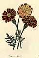 The botanic garden (Plate 14) - Tagetes patula.jpg