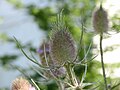 wild teasel