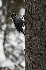 Thumbnail for File:Three-toed Woodpecker (Karin Baptist).jpg