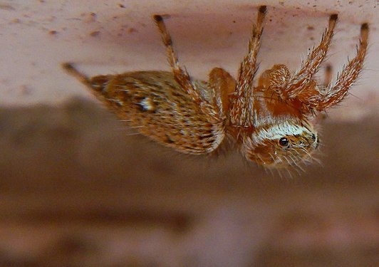 Piccolo ragno saltatore (salticidae) che guarda di lato con uno dei suoi otto occhi, sotto a un davanzale