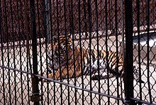 Tiger at Southampton Zoo in 1981 Tiger at Southampton Zoo.jpg