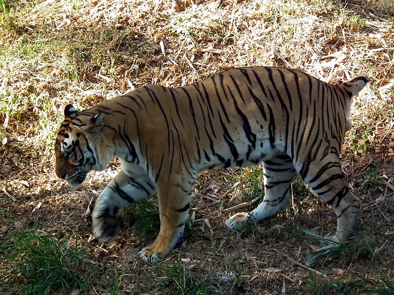 File:Tiger at mysore zoo.jpg