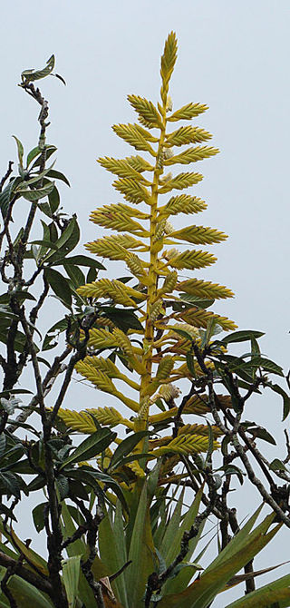 <i>Tillandsia oerstediana</i> Species of plant