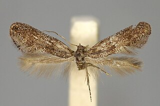<i>Tinagma signatum</i> Moth species in family Douglasiidae