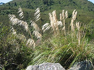 <i>Austroderia</i> Genus of grasses