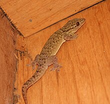Gecko des Tonga 2.jpg
