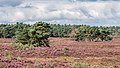 * Nomination Walk on the Tongeren Heide. Flowering heather with Pinus sylvestris. --Agnes Monkelbaan 04:24, 30 September 2021 (UTC) * Promotion  Support Good quality. --Tournasol7 04:46, 30 September 2021 (UTC)