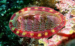 Tonicella-lineata.jpg görüntüsünün açıklaması.