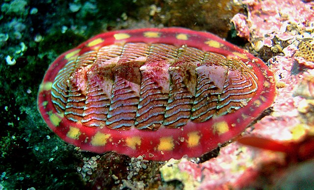 Scientists Find Rare Mineral inside Chiton Teeth 640px-Tonicella-lineata