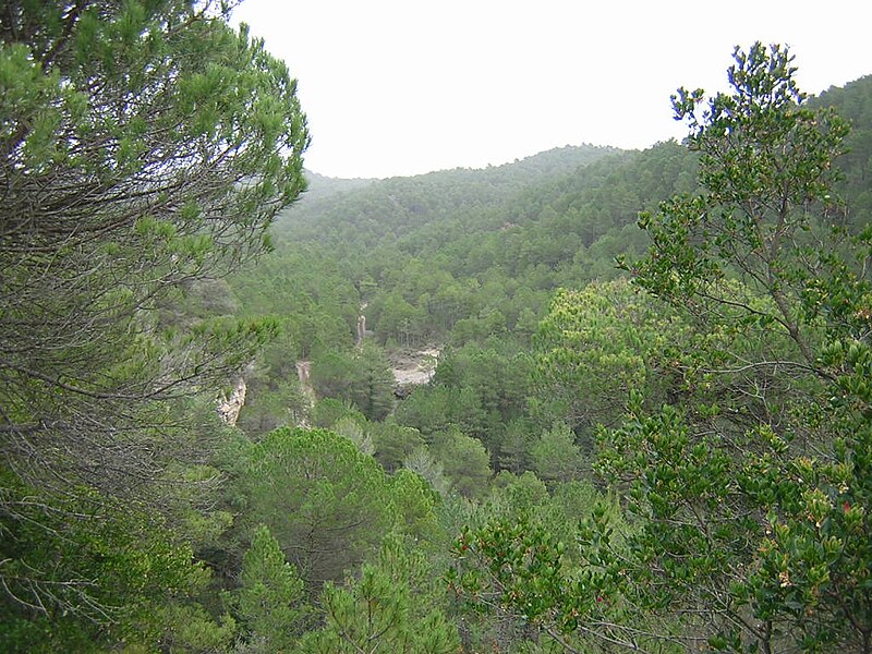 File:Torrent de Colljovà i Bosc Mitger.jpg