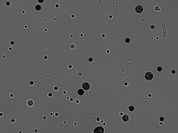 Microscopic image of deuteron tracks in CR-39 Tracks in CR-39.jpg