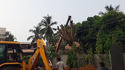 Pongamia pinnata Tree transplantation in Feliz Homes Kottakkal Malappuram dt Kerala India.
