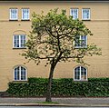 Image 661Tree in front of the Lars Hilles gate 3 building, Bergen, Norway