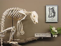 Tree kangaroo skeleton.jpg