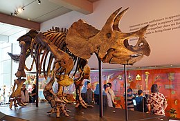 A Triceratops csontváza a Los Angeles-i Természettudományi Múzeumban