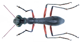 Tricondyla annulicornis