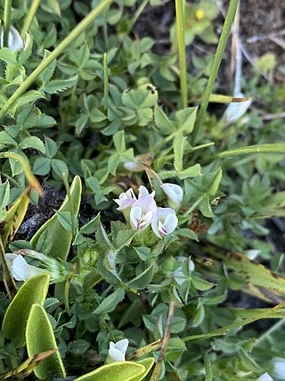 <i>Trifolium monanthum</i> Species of legume