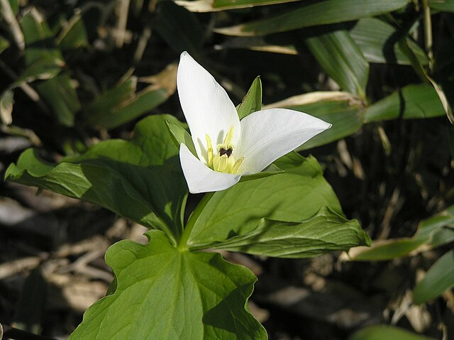 Description de l'image Trillium camschatcense - P7020097.jpg.