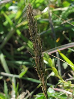 <i>Trisetum canescens</i> Species of flowering plant