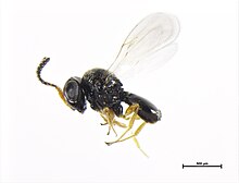 Trissolcus basalis lateral.jpg