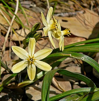 <i>Triteleia ixioides</i> Species of flowering plant