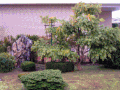 Sæson-indtryk animation af en fritstående Wisteria sinensis på Tsubo-en zen-have